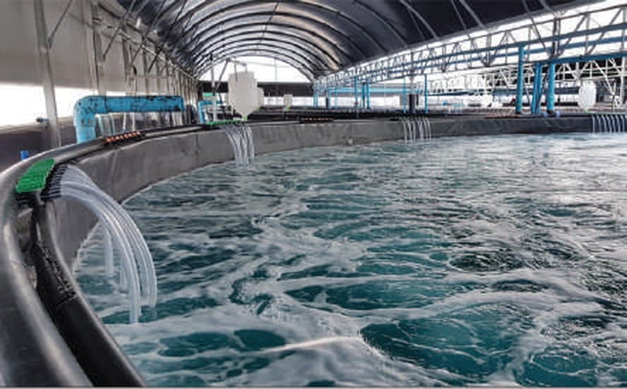 Clean-water process tank fed by low-pressure aeration and air-scour blowers
