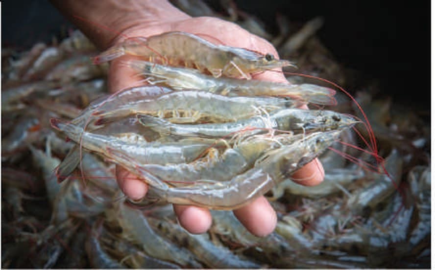 Farmed shrimp raised in an intensively aerated aquaculture pond