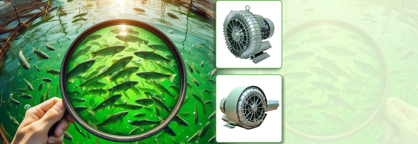 Biofloc fish-farming tanks kept aerated for continuous dissolved oxygen